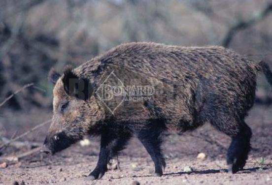 TRU LIFE BERSAGLIO ANIMALE CINGHIALE